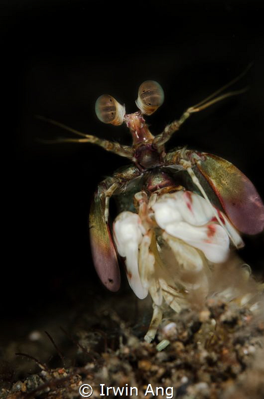 S M A S H E R 
Pink-eared Mantis shrimp (Gonodactylidae)... by Irwin Ang 