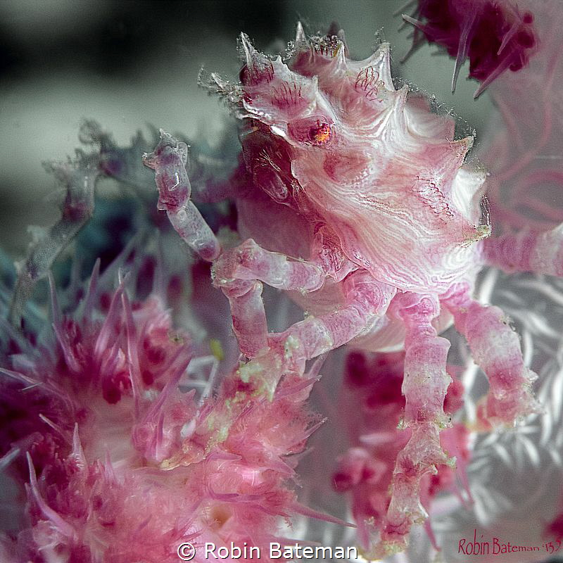 Candy Crab that was hiding in the soft coral
Puerto Gale... by Robin Bateman 