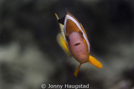 "Nemo" portrait. by Jonny Haugstad 