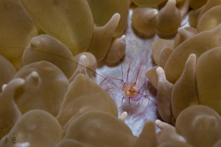 Chocolate kisses and a happy shrimp
Bubble coral shrimp ... by Takma Lherminier 