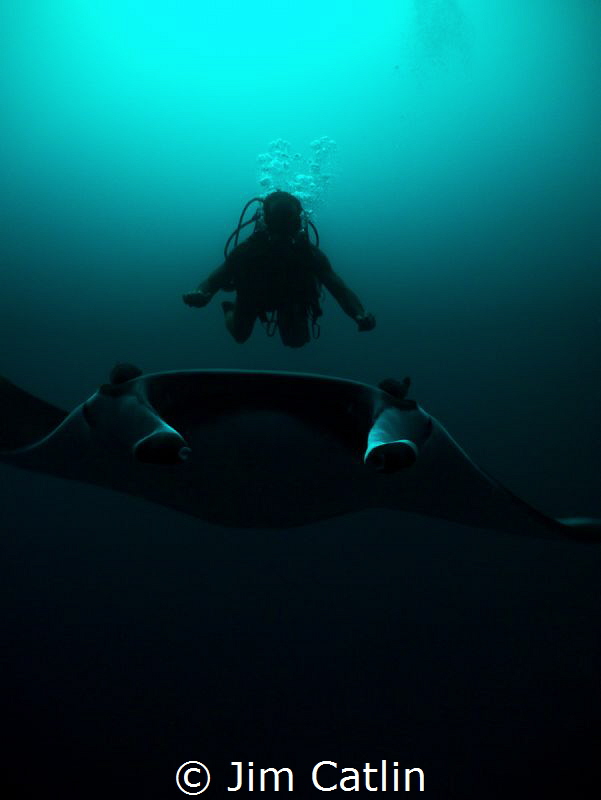 'The Manta Whisperer' - Antoine hovers over this Manta Ra... by Jim Catlin 