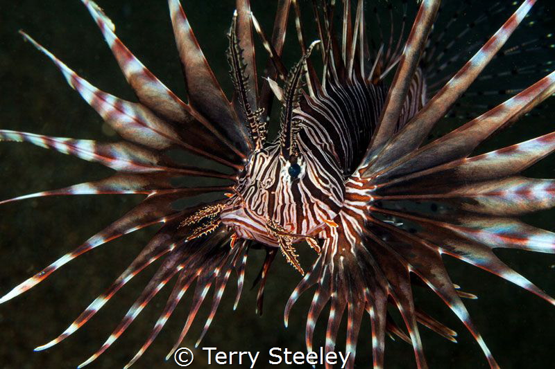 'Let's get ready to rumble' It was wonderful to see a lio... by Terry Steeley 