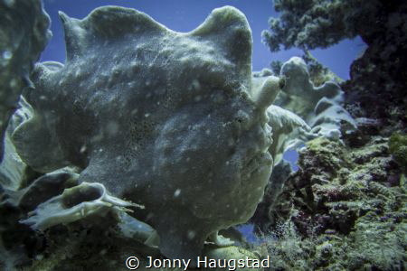 Frogfish, Bohol in Philippines. by Jonny Haugstad 