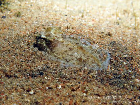 Buried veined/coconut octopus in the sand at night by Laura Dinraths 