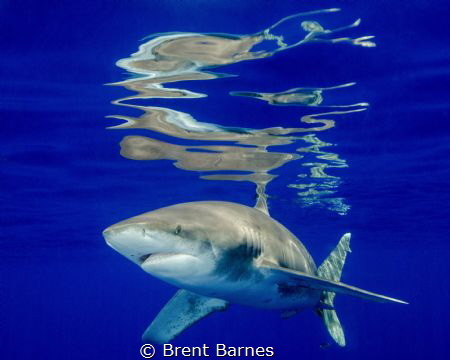 Surface reflections from an oceanic white tip in Cat Island by Brent Barnes 