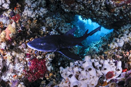 ~ Welcome to My Fortress ~
Spotted gully shark at home i... by Geo Cloete 