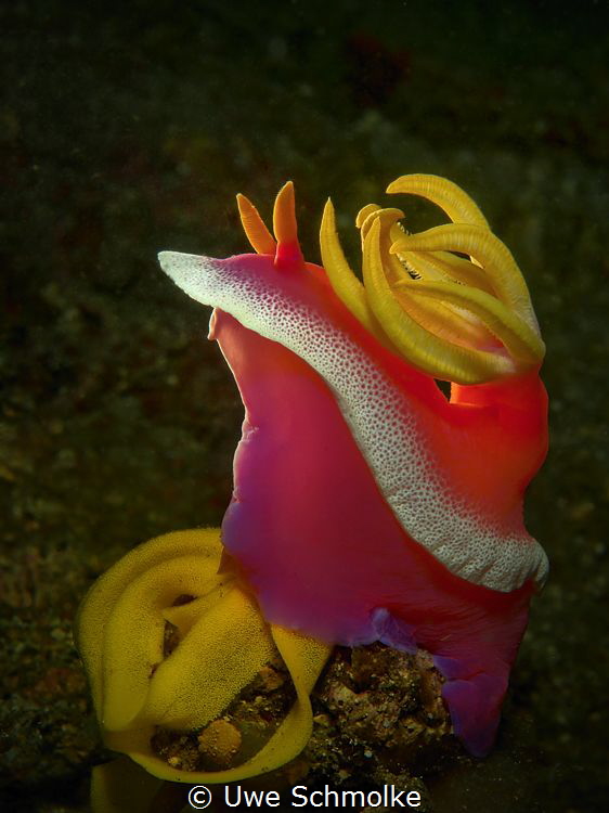 Candy by Uwe Schmolke 
