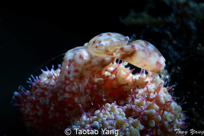 Small crab
 by Taotao Yang 