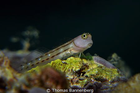 at eye level
NIKON D7000 in a Seacam "Prelude" uw housin... by Thomas Bannenberg 
