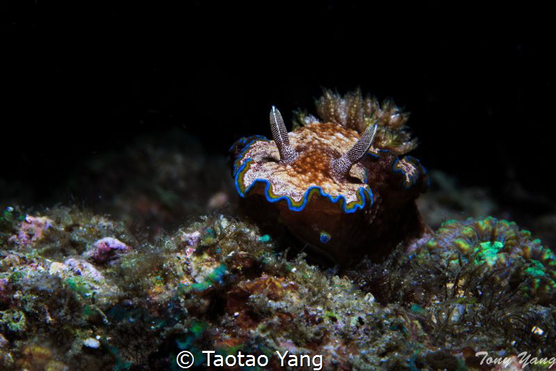 Nudi by Taotao Yang 
