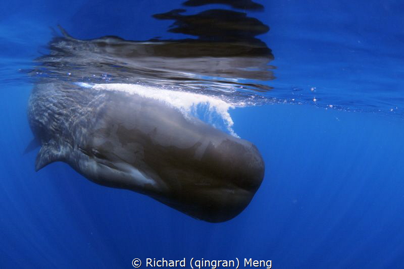 Big and smart / This is the guy hunting giant squid kilom... by Richard (qingran) Meng 