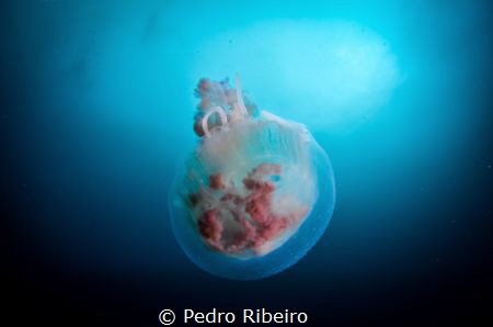 Life by Pedro Ribeiro 