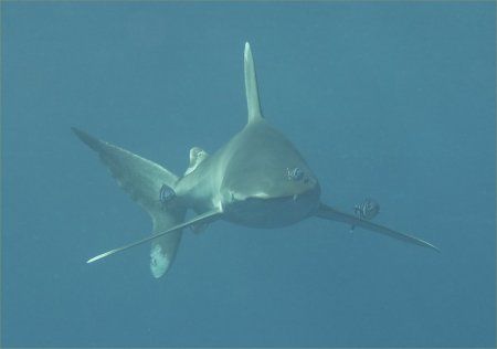 Oceanic Whitetip off Elphinstone Reef (Marsa Alam, Nov 2005) by Barny Shergold 