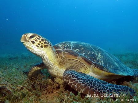 Female green turtle (Chelonia mydas) feeding on seagrass by Laura Dinraths 
