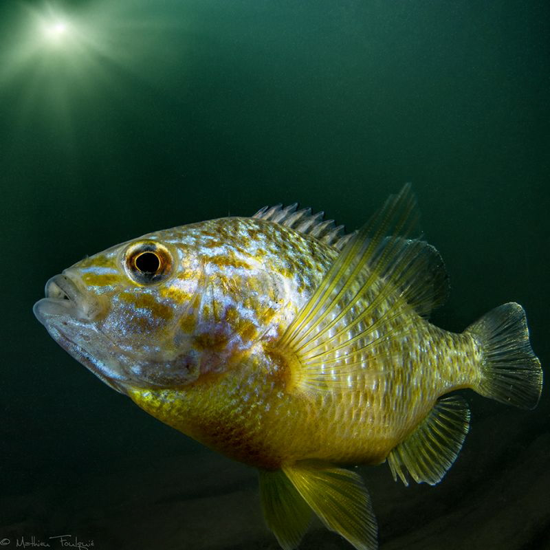 pumpkinseed sunfish (Hérault river, France) by Mathieu Foulquié 