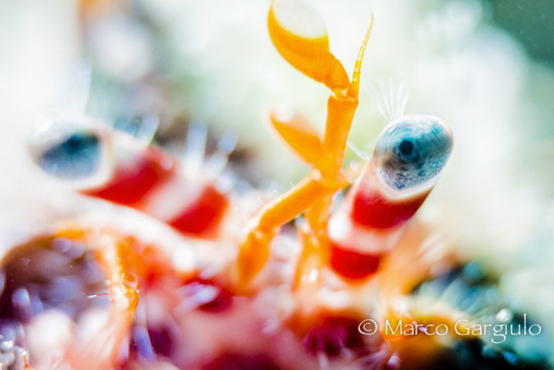 Crab's Eye by Marco Gargiulo 