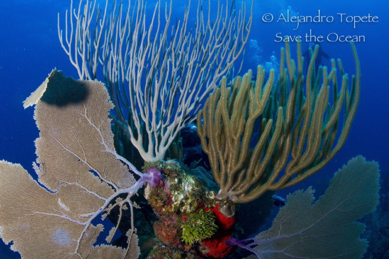 Diver behind the reef, San Pedro Belize by Alejandro Topete 