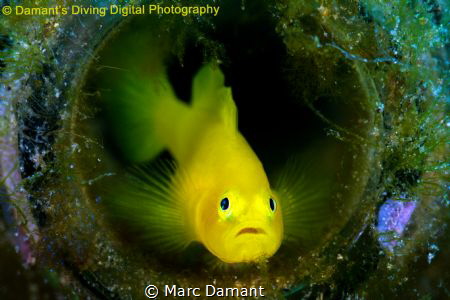 All aglow in a bottle! by Marc Damant 