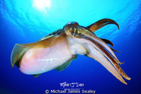 Cuttlefish showing a nice tentacle display. by Michael James Sealey 