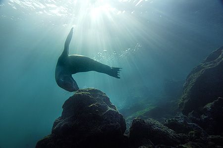 nik. D2x - sealion on galapagos, this was the best checkd... by Manfred Bail 