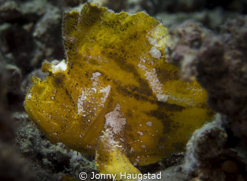 Posing Leaf fish. by Jonny Haugstad 