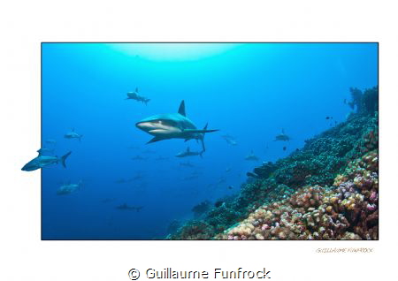 33 ft of water, Laurent balestat did deco stop with a reb... by Guillaume Funfrock 