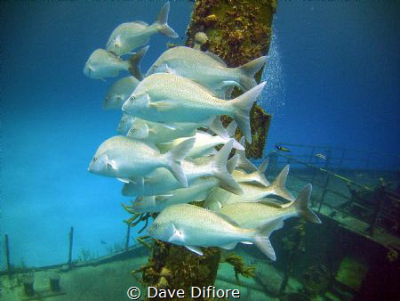 Schooling on wreck by Dave Difiore 