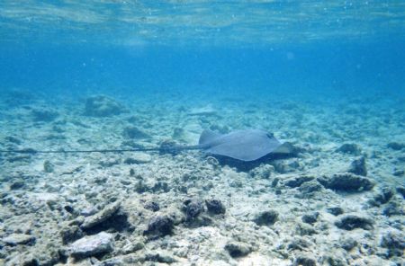 Check out how long the tail on this sting ray is, this pi... by Chris Lawford 