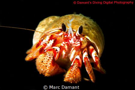 Black Eyes a peepin.Pagurus armatus taken with Canon T2i ... by Marc Damant 