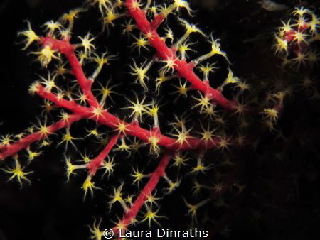 Beautiful coral polyps by Laura Dinraths 
