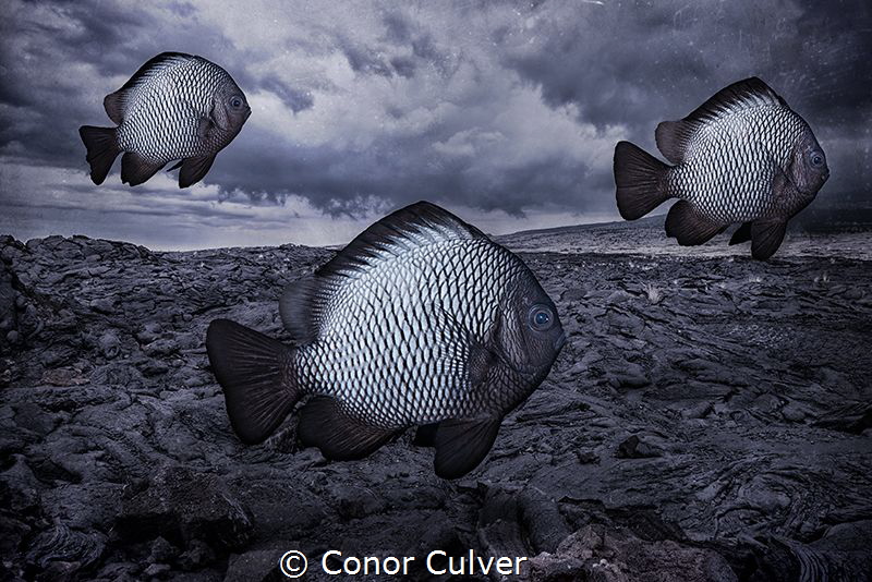"Monochromatic School" part of my Underwater Surrealism s... by Conor Culver 