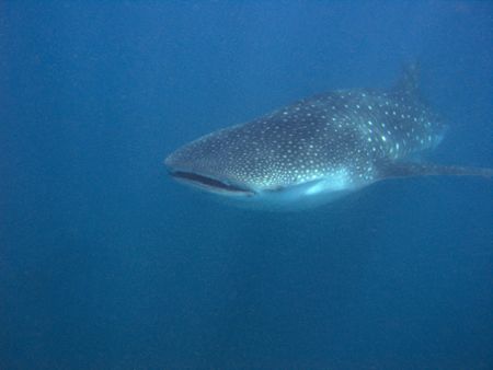 Finally the big shot. by Dray Van Beeck 