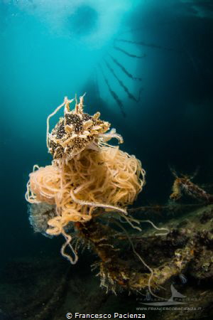 [:b:]Bursatella leachii with eggs[:/b:] by Francesco Pacienza 