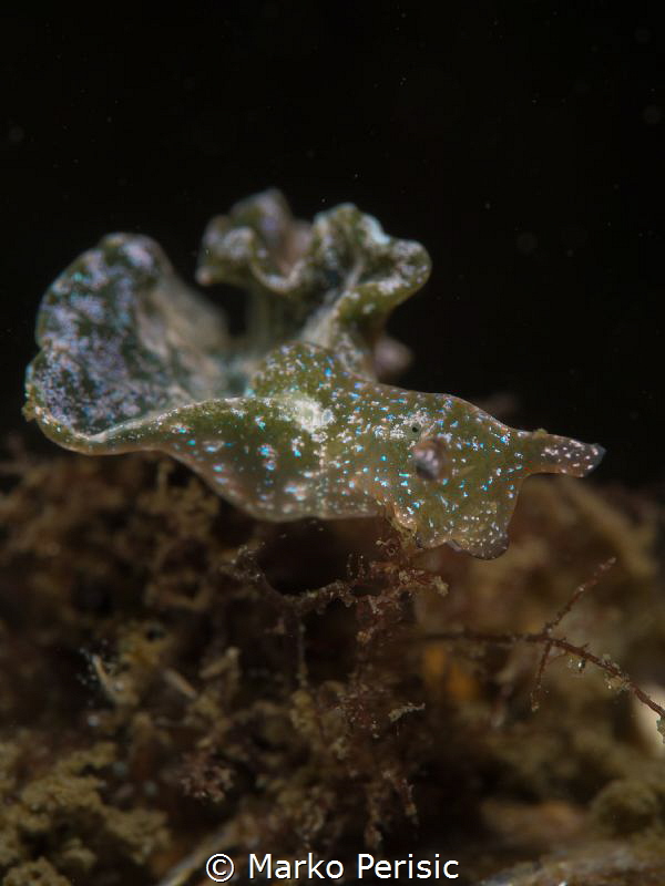 ELYSIIDAE by Marko Perisic 