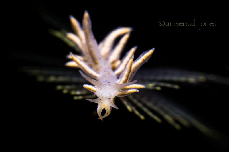"Nudibranch on Hydroid" Eubranchus sp. by Wayne Jones 
