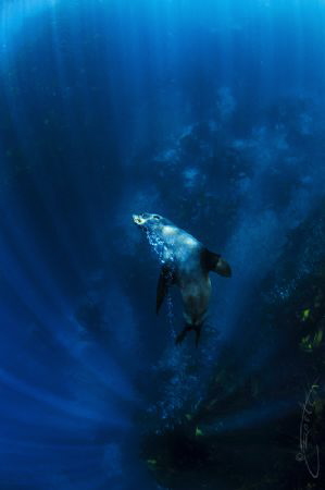 ~ Come with Me ~ by Geo Cloete 