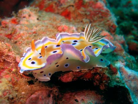 Nudibranch taken at Koh Bida Nai , Andaman Sea , Thailand . by Oliver Mischo 