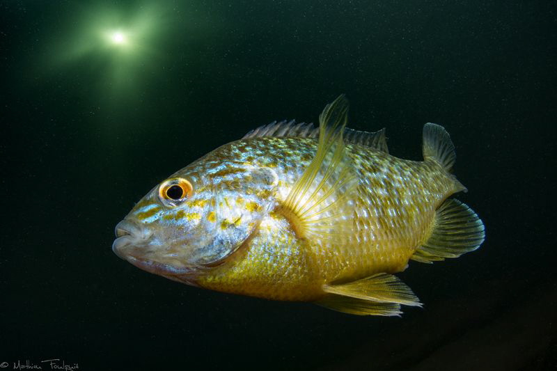 Lepomis gibbosus #2 by Mathieu Foulquié 