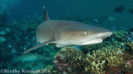 Curious white tip! Nikon D7100 Nauticam housing Tokina 10... by Bradley Kerslake 
