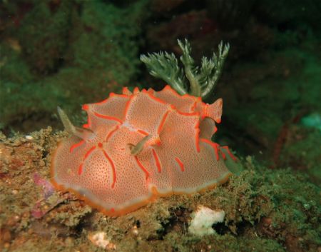 Can't identify this nudi, can anybody help? by Alex Lim 
