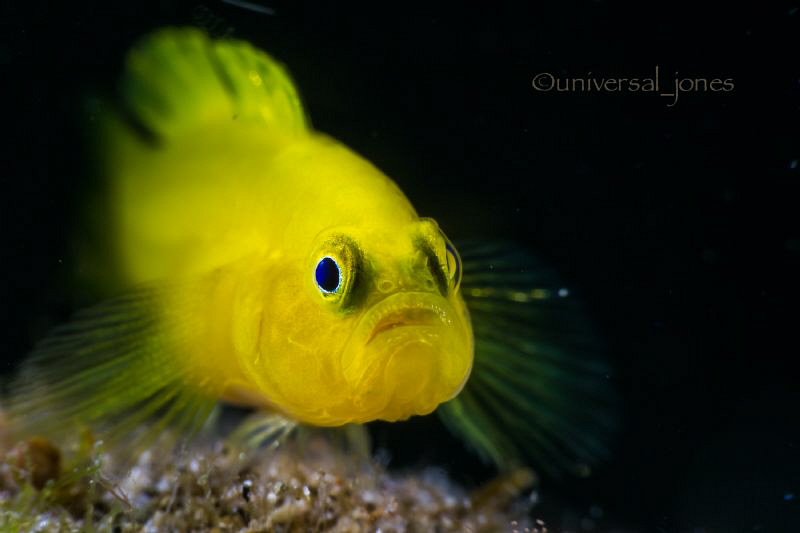 Yellow Goby
 by Wayne Jones 