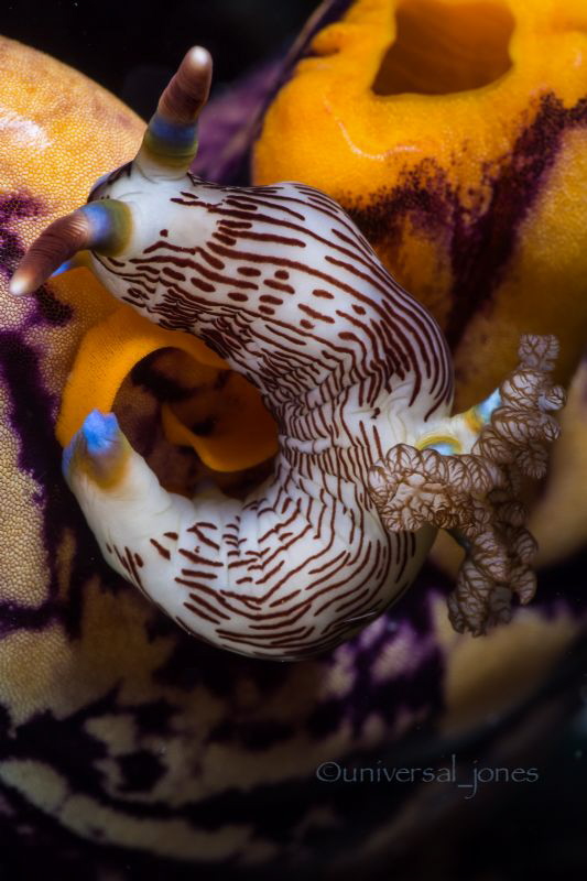 Nembrotha lineolata laying egg by Wayne Jones 