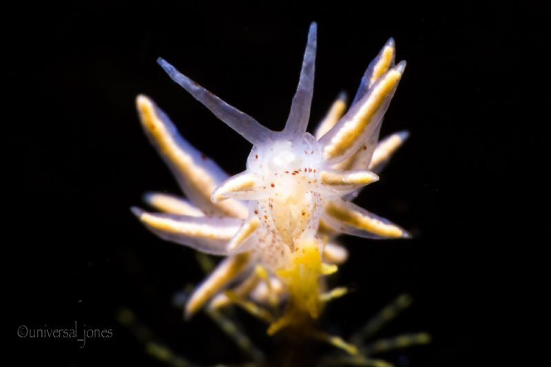 Eubranchus sp. on hydroid tip by Wayne Jones 