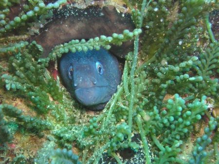 Moray by Hakan Taslicay 