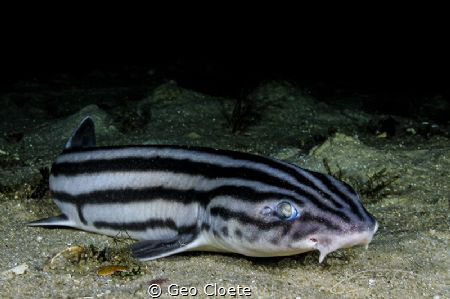 ~ Out and About ~

Normally Pajama shark prefer terrain... by Geo Cloete 