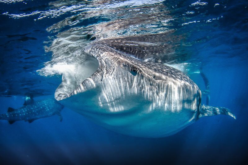 Shark infested water, clear and blue by Steven Miller 