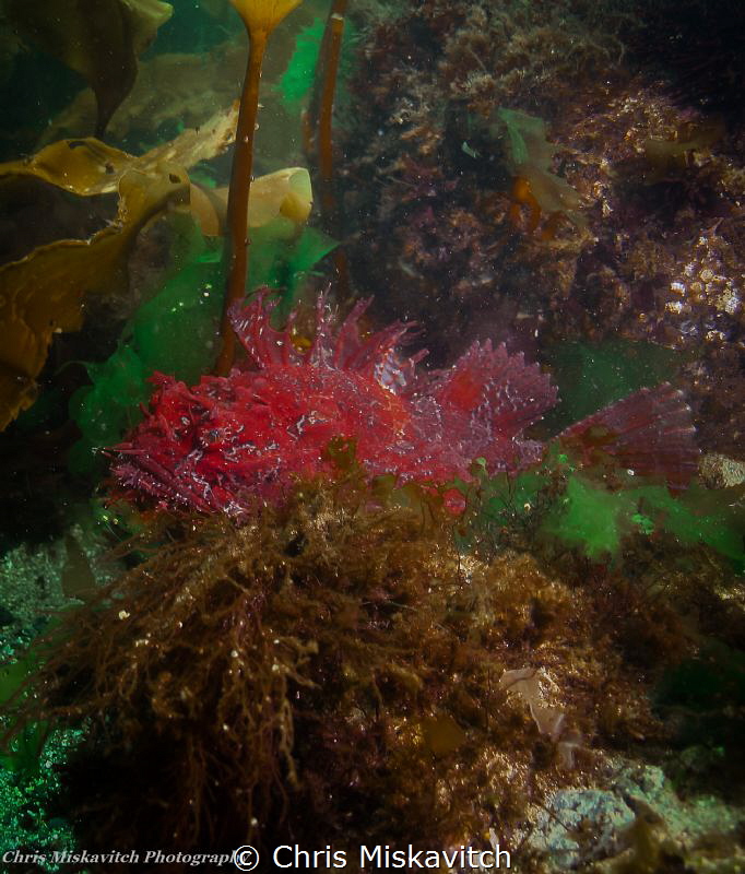 Deep Red Sea Raven in Spring-time....trying to find a spo... by Chris Miskavitch 
