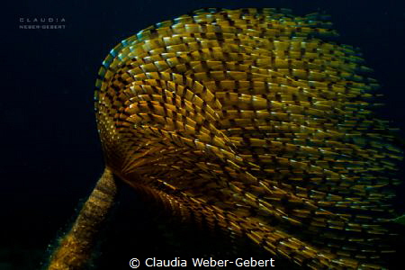 feather- worm in the current by Claudia Weber-Gebert 