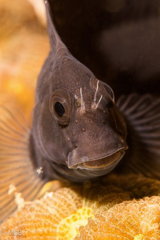 Blenny. by Mehmet Salih Bilal 