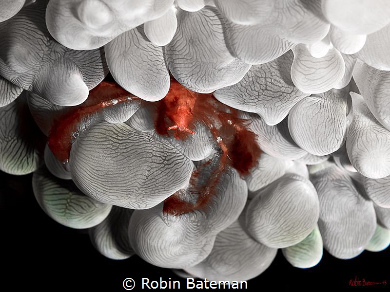 Hanging Out 
Orangutan Crab watching the reef life go by.
 by Robin Bateman 